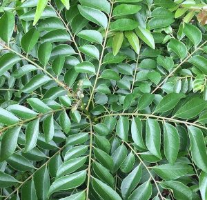 CURRY LEAVES HEALTH BENIFITS